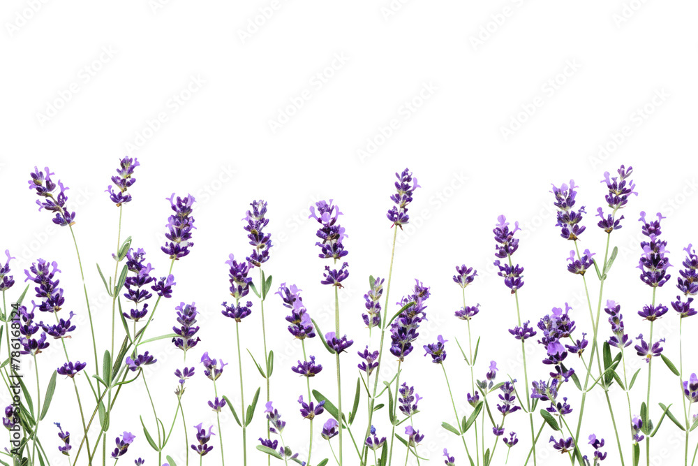 Obraz premium Lavender flowers .isolated on white background
