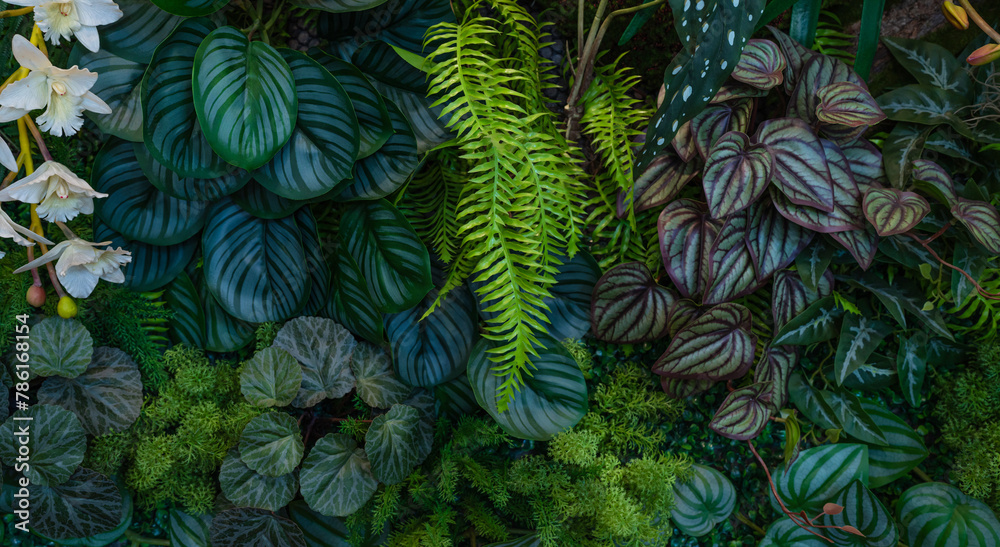 Fototapeta premium Group of dark green tropical leaves background, Nature Lush Foliage Leaf Texture, tropical leaf