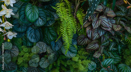 Group of dark green tropical leaves background, Nature Lush Foliage Leaf Texture, tropical leaf © Nabodin