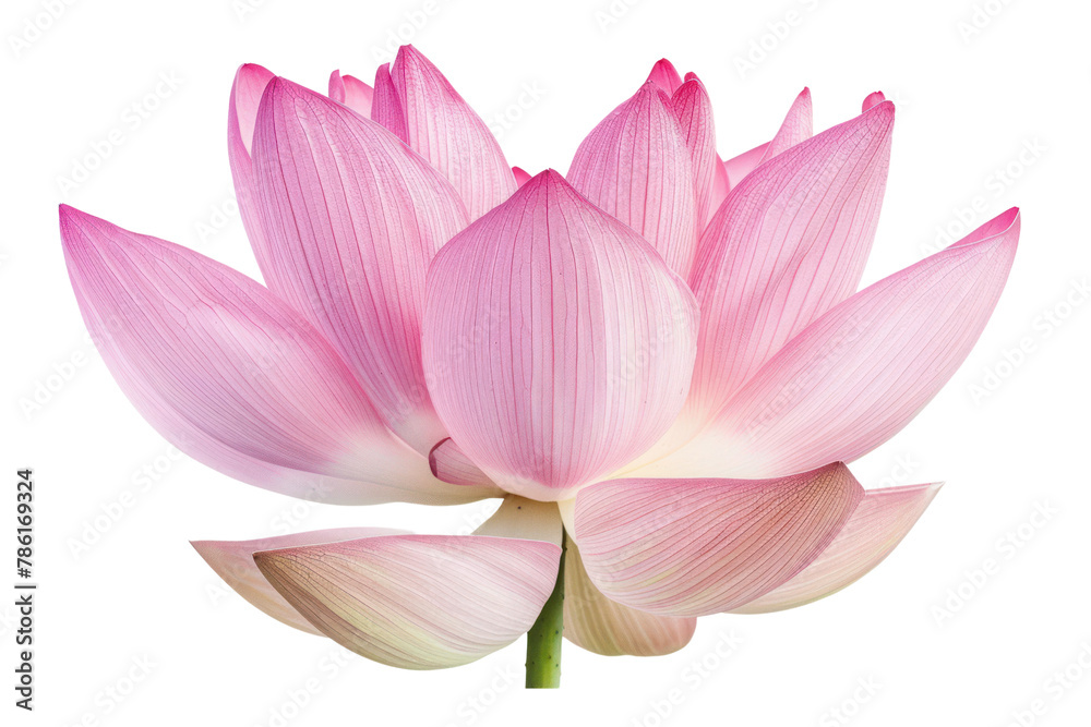 Obraz premium Pink lotus flower .isolated on white background