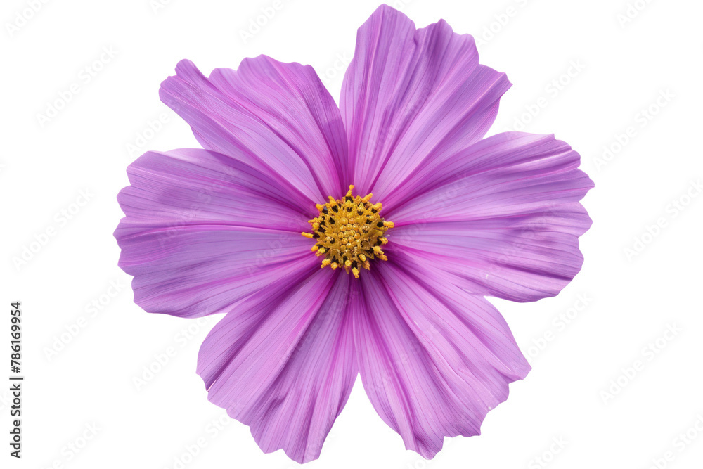 purple cosmos flower
.isolated on white background purple cosmos flower
.isolated on white background
