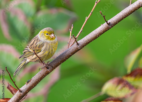 Atlantic canary, (Serinus canaria), on a branch, in Tenerife, Canary islands