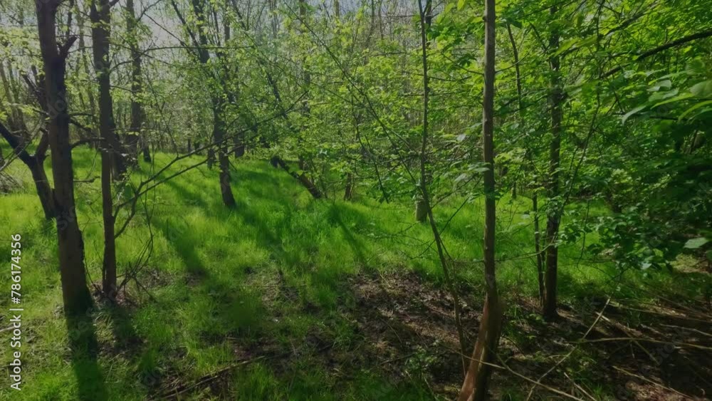 4k walking through dense deciduous woodland forests in English Spring. Leaves and flowers beginning to come alive and bloom on a sunny spring day 4k walking through dense deciduous woodland forests in English Spring. Leaves and flowers beginning to come alive and bloom on a sunny spring day