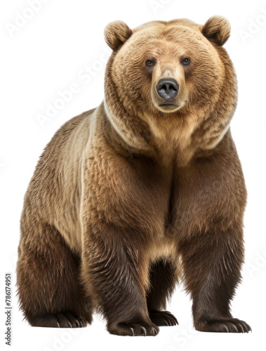 PNG Bear wildlife mammal animal