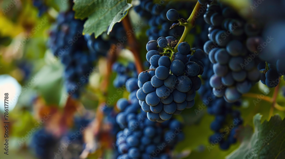 Ripe Blue Grapes Hanging in the Vineyard