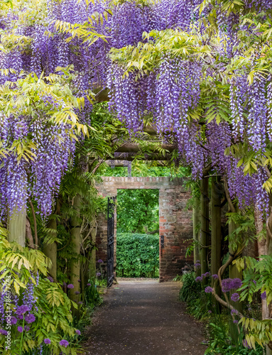 Wisteria tunnel at Eastcote House Gardens, London Borough of Hillingdon. Photographed on a sunny day in mid May when the purple flowers are in full bloom.