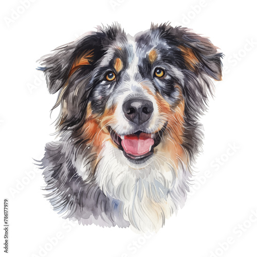 Australian Shepherd watercolor good quality and good design