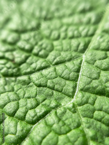 surface of green leaf of burdock plant close up