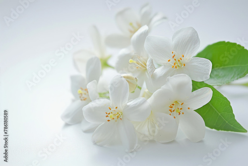 White jasmine flowers on white background with copy space for text © Ira