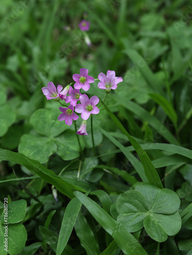 pink flowers in the grass