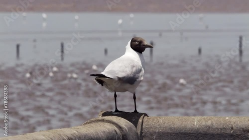 Standing on a concrete railing as the wind that blows from the sea ruffles its feathers, a black-headed seagull is resting while looking at the other gulls in the muddy waters of Bangphu, in Thailand. photo