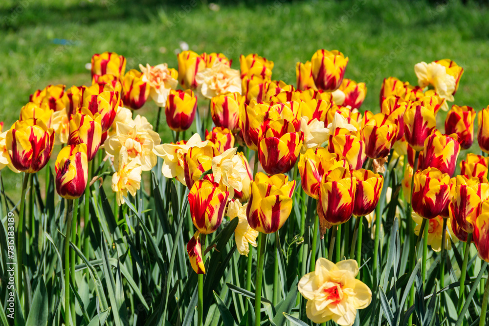 Orange tulips and daffodils on flower bed in the garden