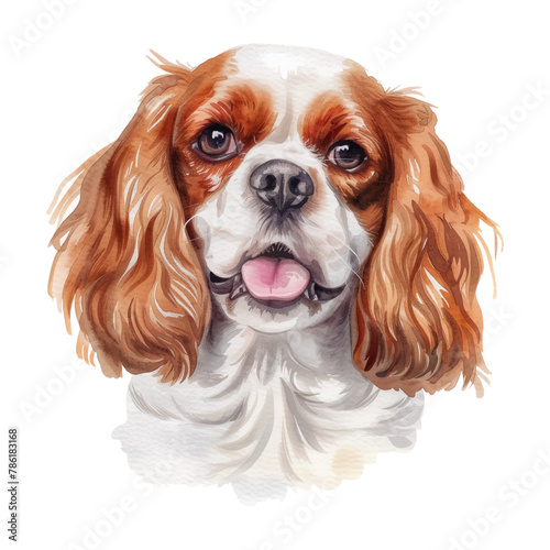 Cavalier King Charles Spaniel dog watercolor good quality and good design