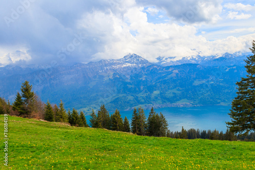 Landscape overlooking Mount Niesen, Lake Thun and alpine meadow with yellow dandelions in Switzerland