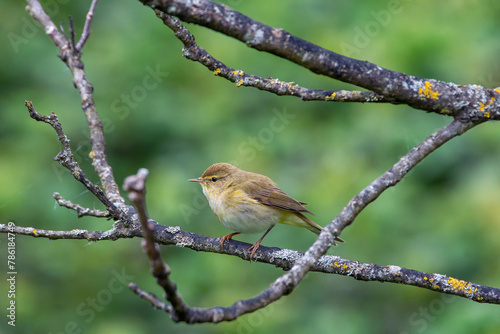 Iberian chiffchaff perched on a branch. photo