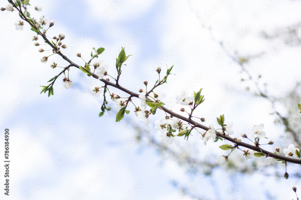 photos of flowering plum tree and plum flowers