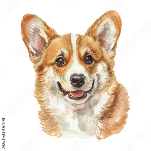 corgi dog watercolor good quality and good design