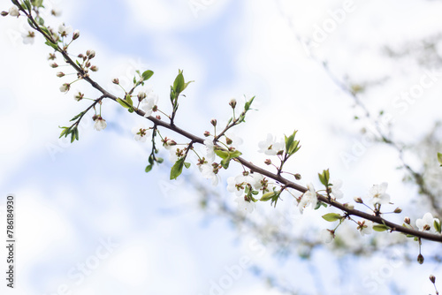 photos of flowering plum tree and plum flowers