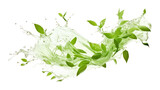 PNG  Green tea leaf blowing backgrounds plant herbs