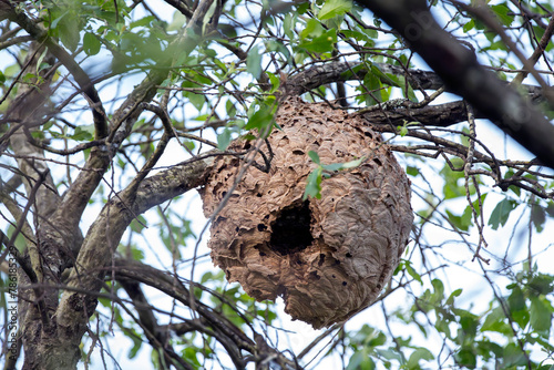 Asian wasp nest, Vespa velutina in a tree.