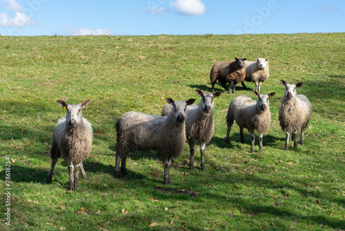 Blue Faced Leicester ewes in a field in Northumberland, UK