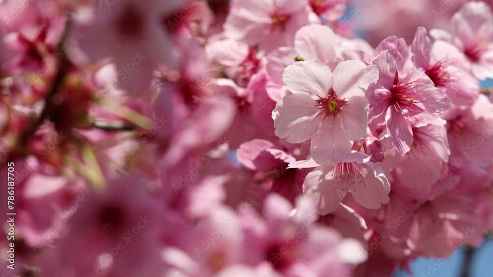 満開の陽光桜のクローズアップ　フィックス