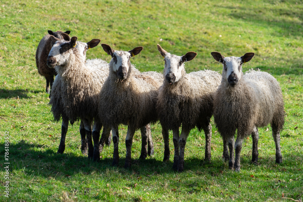 Blue Faced Leicester ewes in a field in Northumberland, UK Blue Faced Leicester ewes in a field in Northumberland, UK