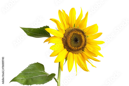 on Transparent Background. PNG Vibrant Sunflower Blooms