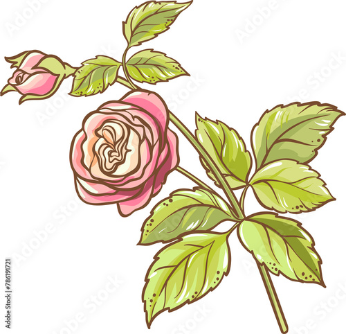 Rose Branch with Flowers and Leaves Colored Detailed Illustration. 