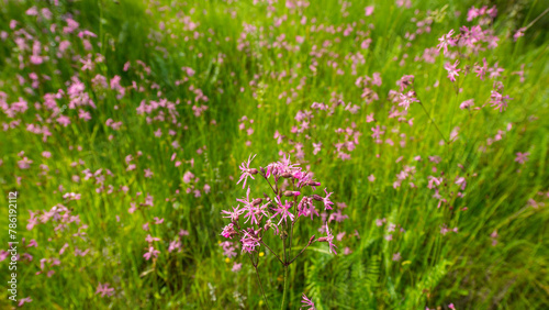 Meadow pink flowers and green herbs in May.