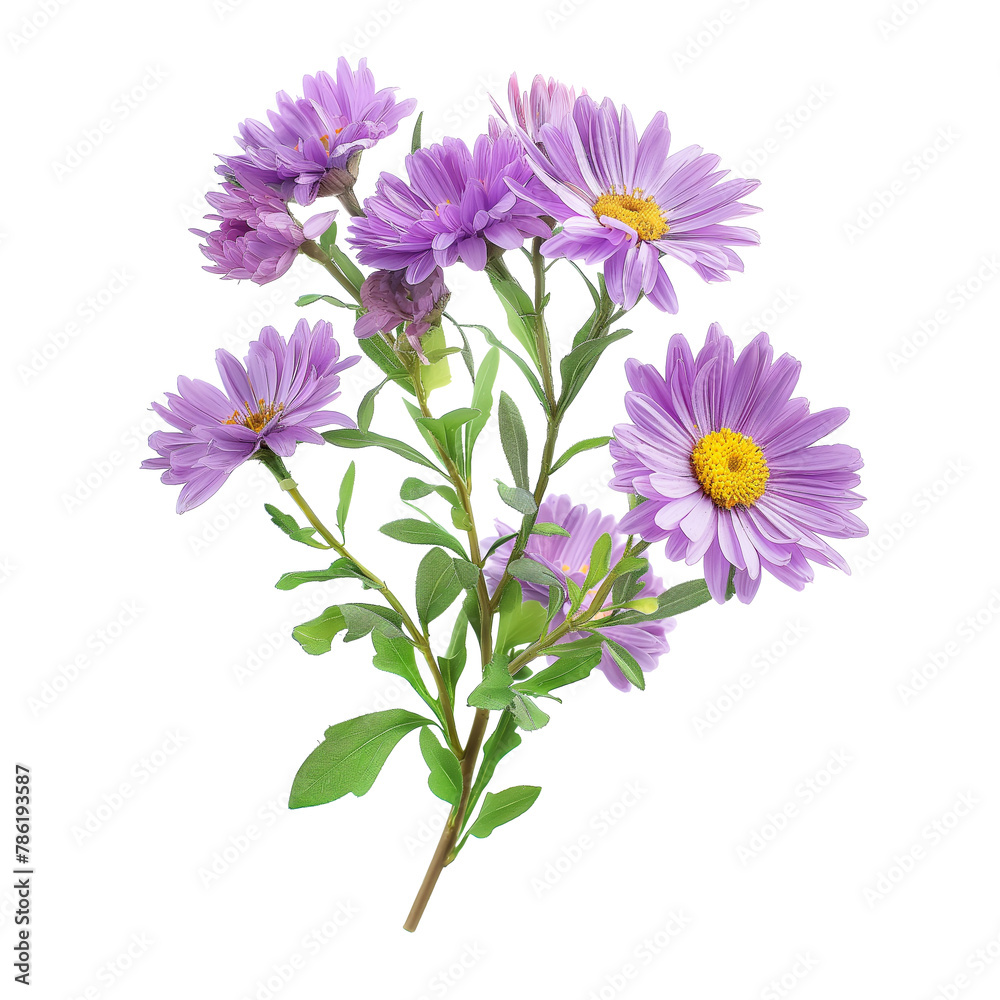 Asters with branch isolated on a white background