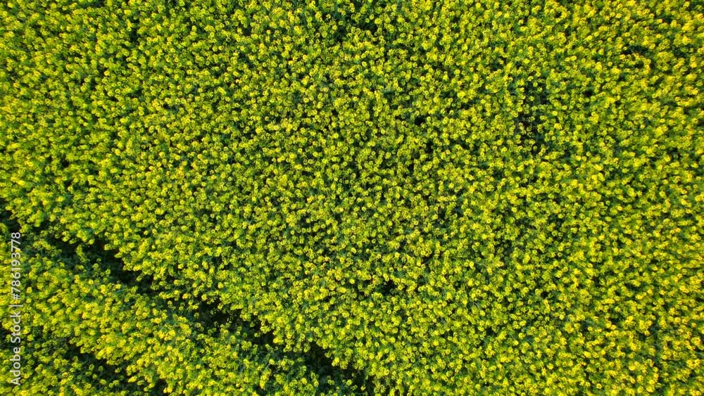 Ascend over a blooming yellow rapeseed field for a drone's bird's-eye view of this vibrant agricultural land Ascend over a blooming yellow rapeseed field for a drone's bird's-eye view of this vibrant agricultural land