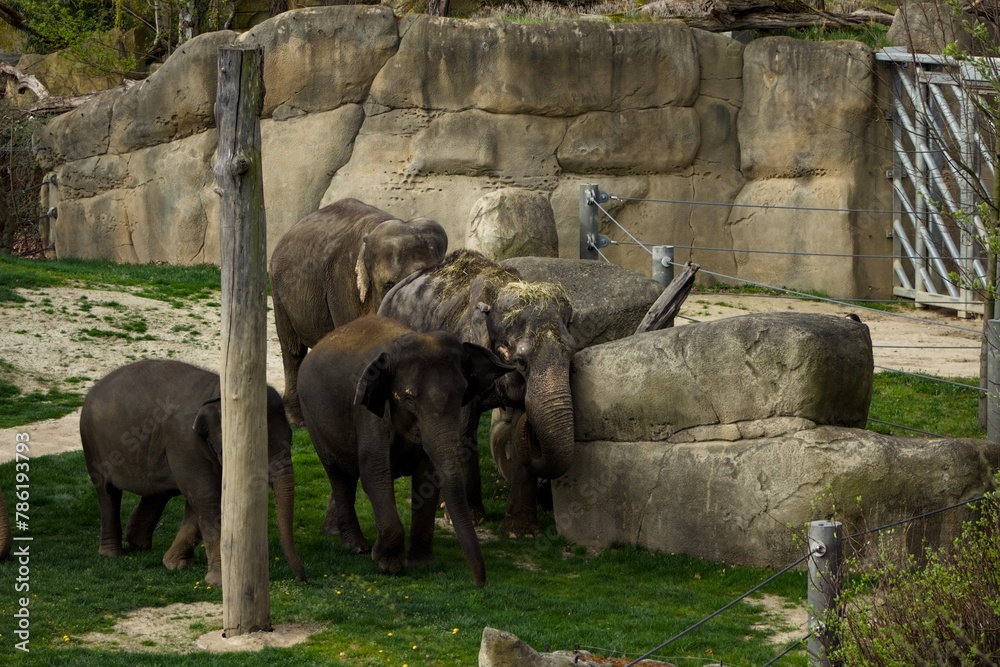 Elephant's family in Prague Zoo