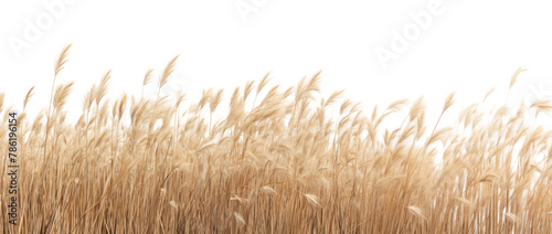 PNG Dry grass field outdoors plant wheat