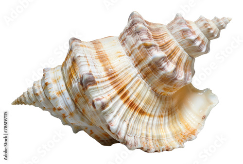 PNG Sea shell invertebrate seashell animal.