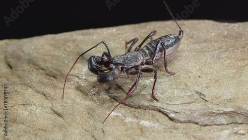 Giant whip scorpion (Mastigoproctus giganteus) stands on a rock with blur black background photo