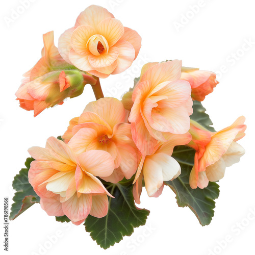 Begonia flower isolated on a white background