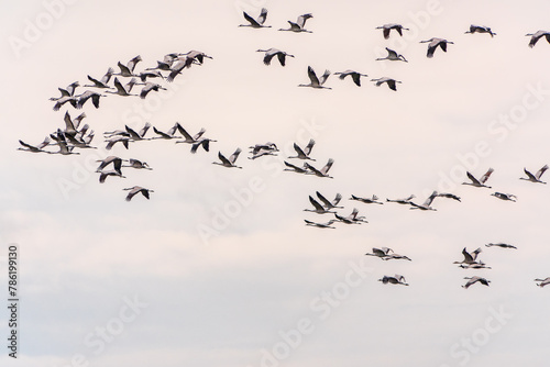 Flying cranes flock against blue sky