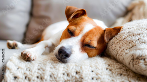 Cozy Jack Russell Terrier Napping on Cushion.