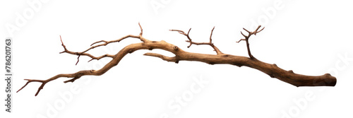 PNG Twig driftwood twig white background