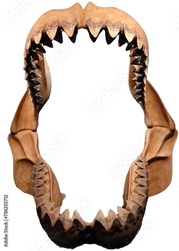 Carcharodon megalodon, commonly known as megalodon, is a prehistoric shark species that existed millions of years ago. It is often referred to as one of the largest and most formidable predators to ha