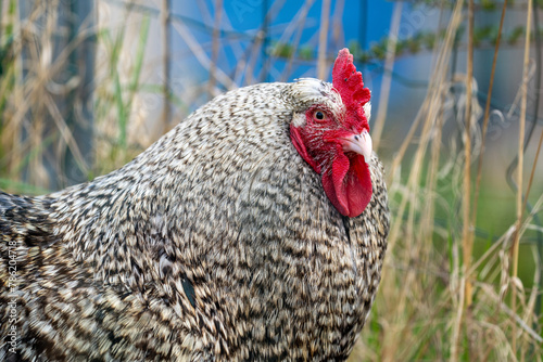 The Malines, Dutch: 'Mechelse Koekoek', a Belgian breed of large domestic chicken hen walking on a farm	