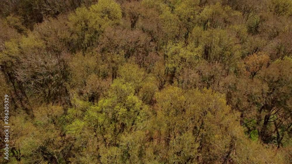 Aerial 4k view flying over dense woodland forests in the England in Spring. Leaves beginning to bud on trees as winter ends. deciduous forests. Aerial 4k view flying over dense woodland forests in the England in Spring. Leaves beginning to bud on trees as winter ends. deciduous forests.