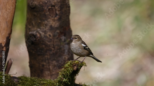 Chaffinch feeding in the woods