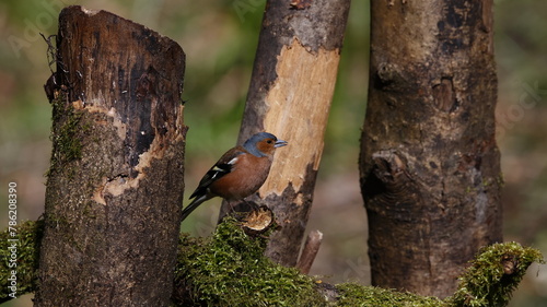 Chaffinch feeding in the woods