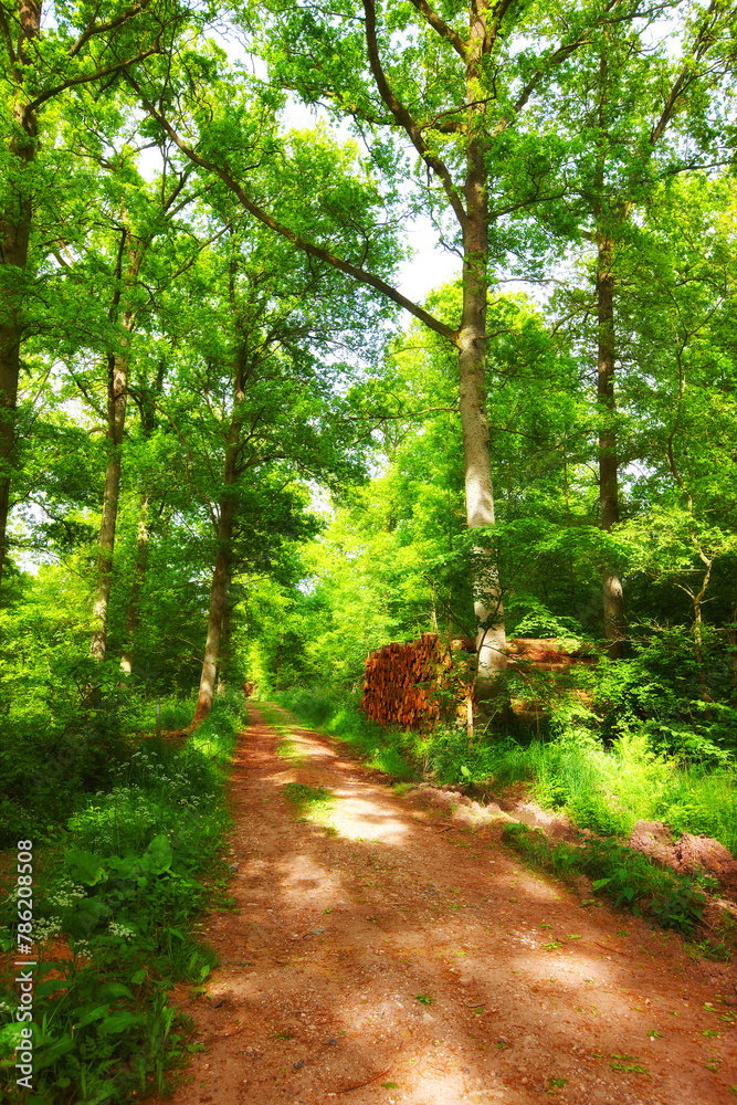 Naklejka premium Forest, landscape and path with trees in summer for conservation or sustainability of ecosystem. Jungle, nature and dirt road with green rainforest or woods for adventure, exploration and hiking