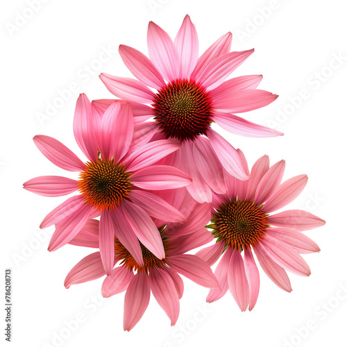 Coneflower close-up photo isolated on a white background