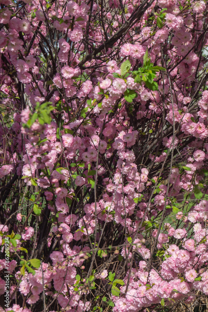 Decorative almond flowers. Bush with pink flowers