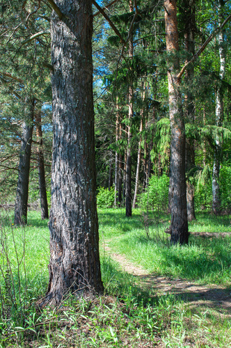 Footpath between large pines in coniferous forest, sunny summer day