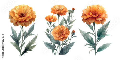 Three marigold flowers with leaves, Vintage botanical